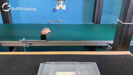 38 chicken gif 3