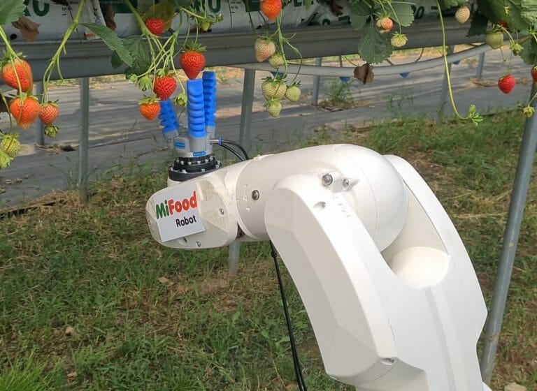 a robot by picking strawberries in the field. the setup is provided by mifood robotics.